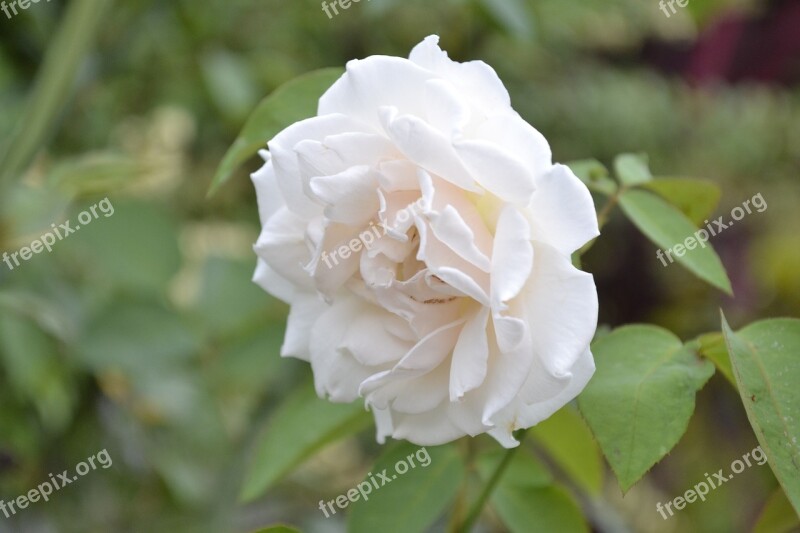 Flowers Rosa Herbs Nature Garden