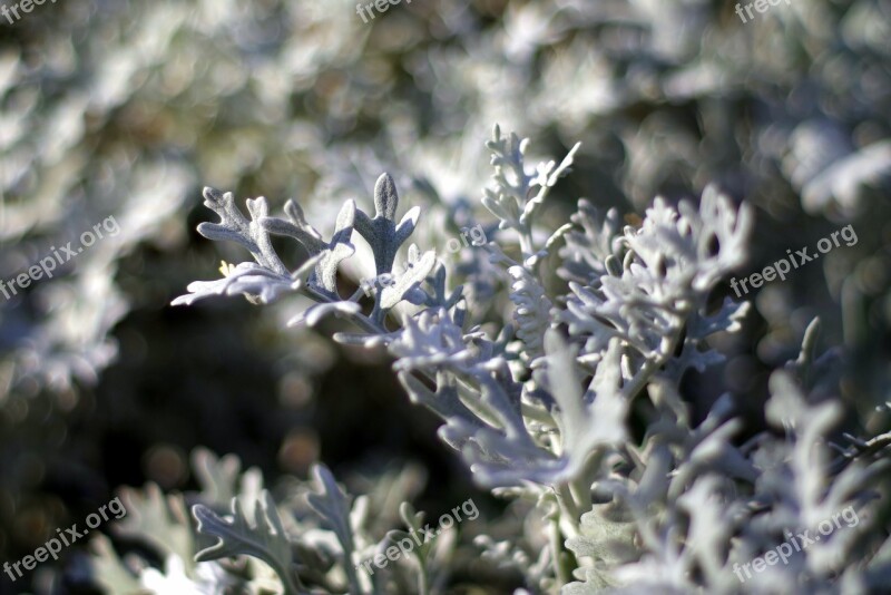 Gray Plants Jagged Decorative Wormwood Plant