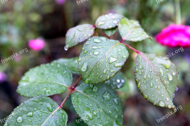 Rain Drops Plant Foliage Rose