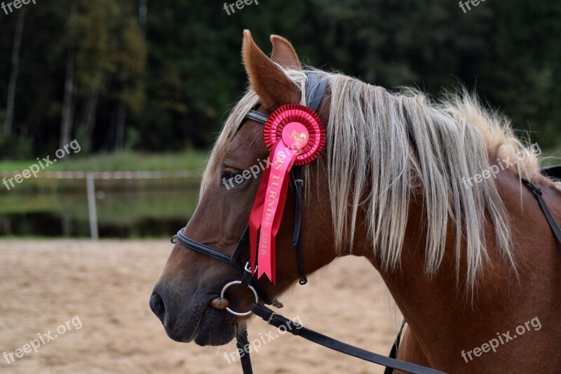 Horse Equestrian Brown Ribbon Portrait