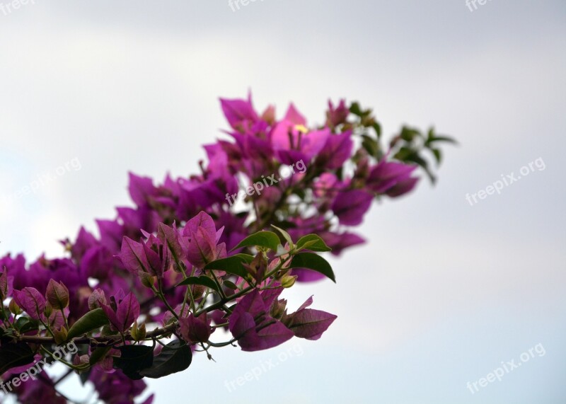 Bougainvillea Blooming Pink Flower Spring