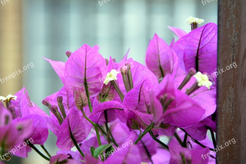 Bougainvillea Blooming Pink Flowers Spring