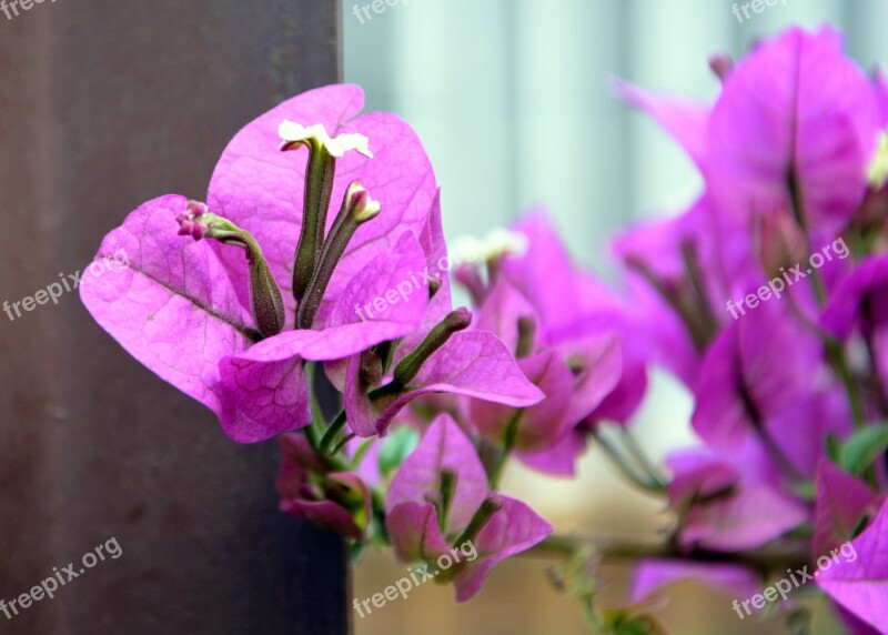 Bougainvillea Little Flower Pedals Pink Spring