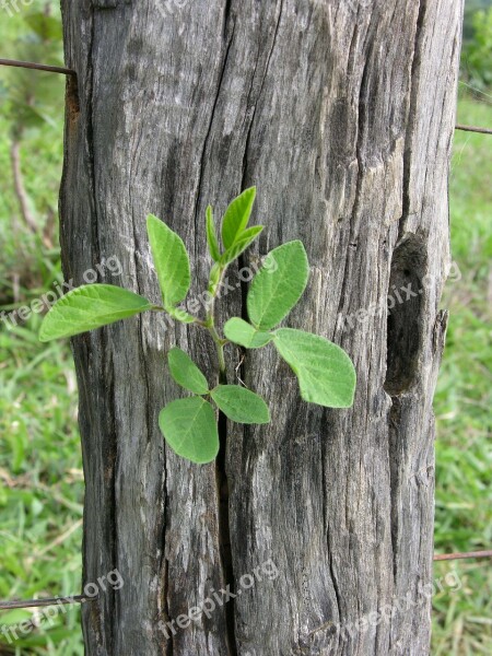 Nature Green Branch On Fence Post Pedro Nunes Branch