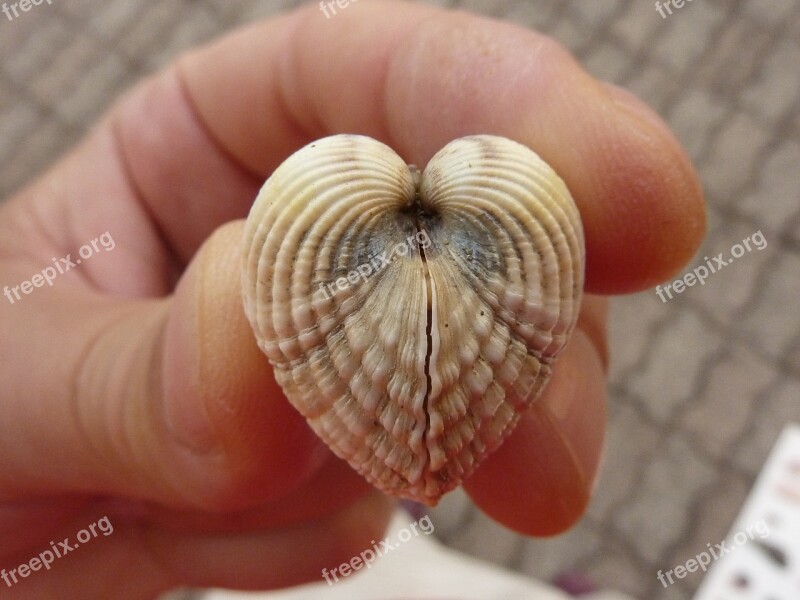 Shell Summer Bivalve Adriatic Sand