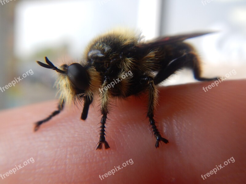 Bee Bumblebee Insect Bug Finger