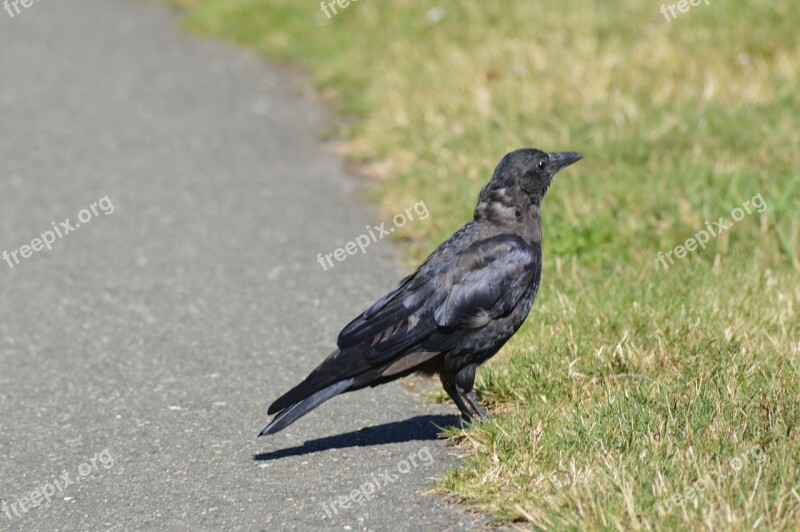 Bird Crow Avian Nature Black