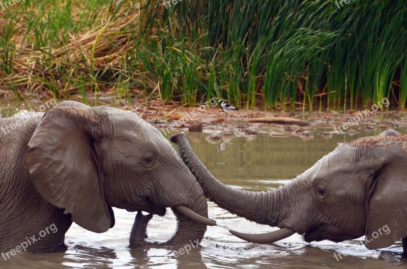 Africa Elephant African Bush Elephant Water Pachyderm