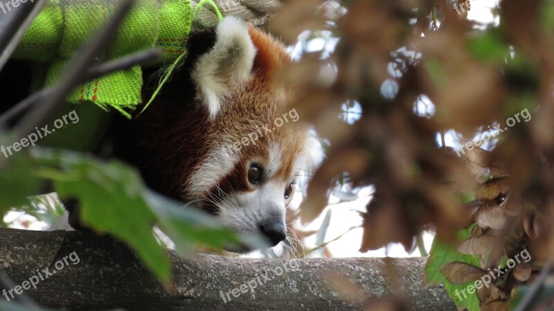 Animal Red Panda Panda Ailurus Fulgens Predator