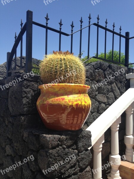 Cactus Lanzarote Spain Plant Volcanic