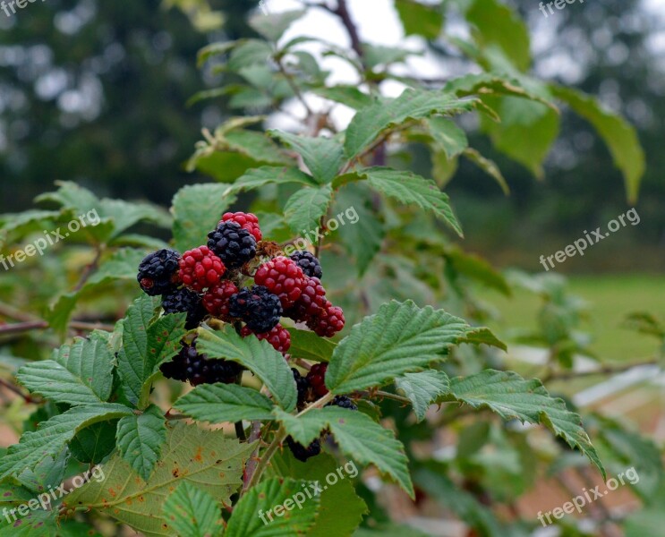 Blackberries Fruit Berries Fruits Berry Red