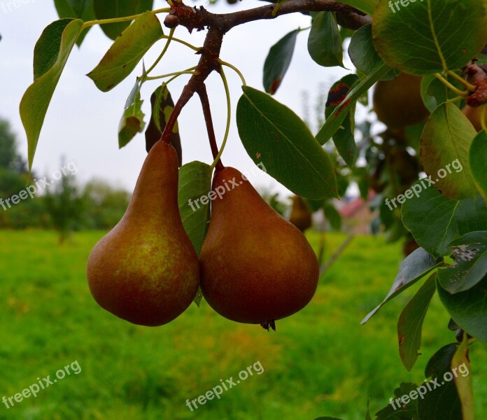 Pears Fruit Pear Compote Ripe Sweet