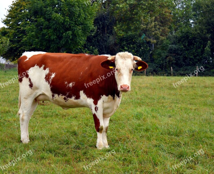 Cow Milk Beef Cattle Ruminant