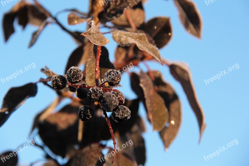 Frost Leaves Autumn Fall Schubert Chokecherry