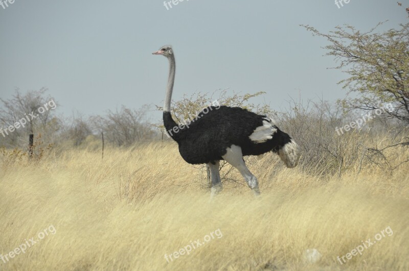 Bird Bouquet Botswana Free Photos