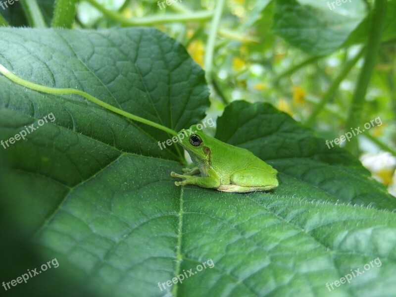 Tree Frog Frog Cucumber Cute Still