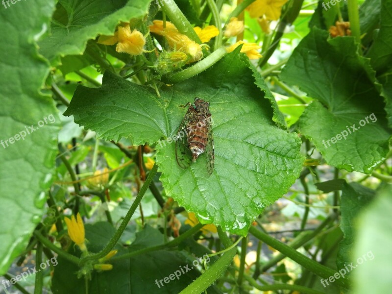 Cicada Higurashi Insect Out-of-place Free Photos