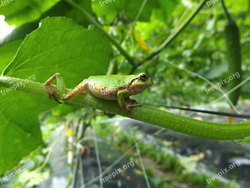 Tree Frog Frog Cucumber Cute Rescue