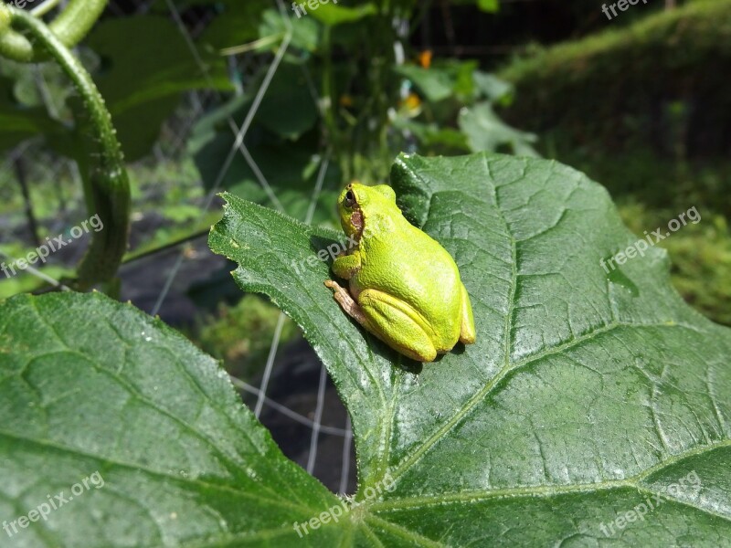 Tree Frog Frog Cucumber Cute Still