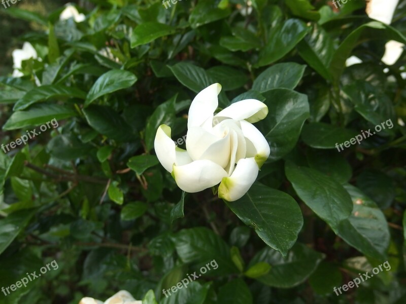 Flowers White Screw Rotation Distortion