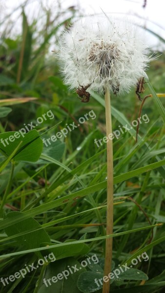 Weed Dandelion Seeds Stalk Autumn