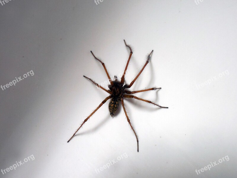 Spider Arachnid Arachnida Arthropod Phobia