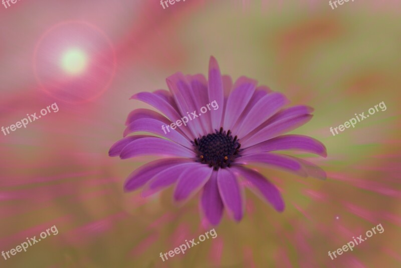 Flower Daisy Colors Brightness Free Photos