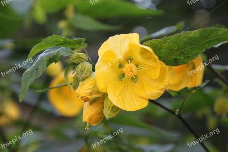 Flower Yellow Yellow Flower Nature Close Up