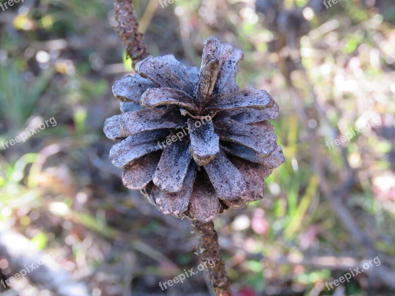 Pinecone Tree Nature Branch Forest