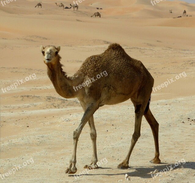 Dromedary Desert Ship Sand Drought Free Photos