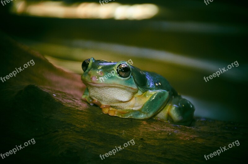 Green Frog Tree Amphibian Nature