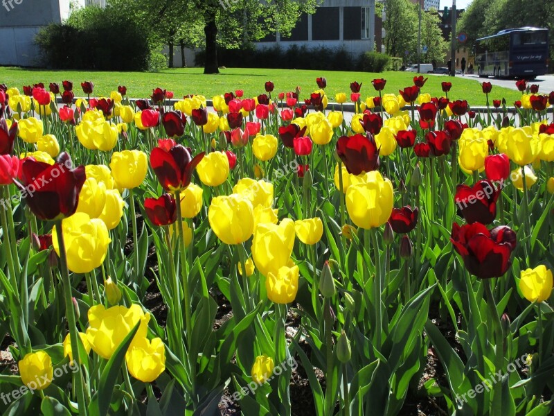 Tulip Tulips Flower Garden Botanical Garden In Oslo Colorful