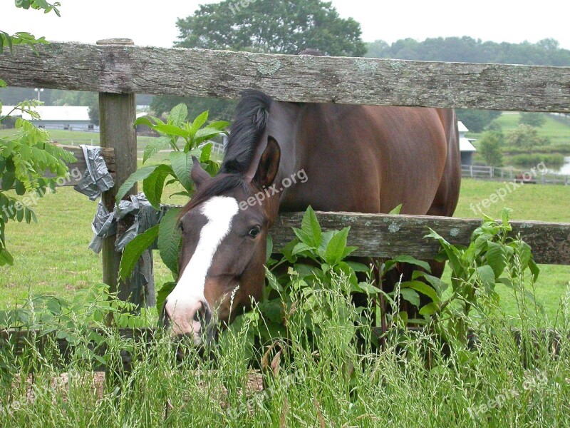 Horse Farm Animals Eating Grass