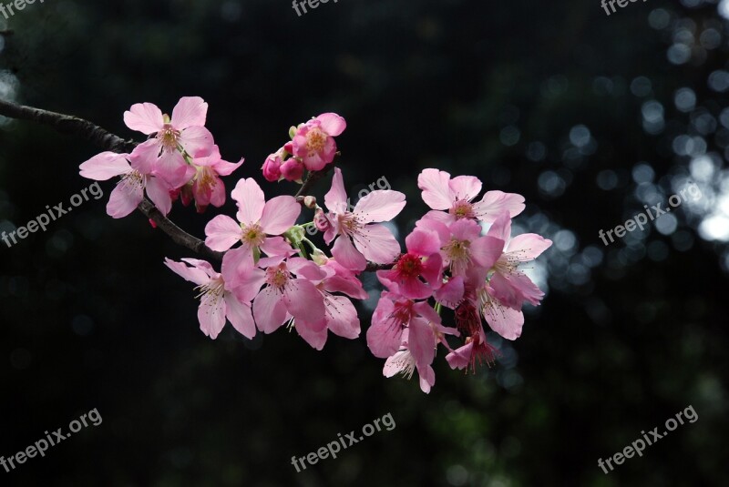 Flower Beautiful Flower Tourism Sacura Pink Flower