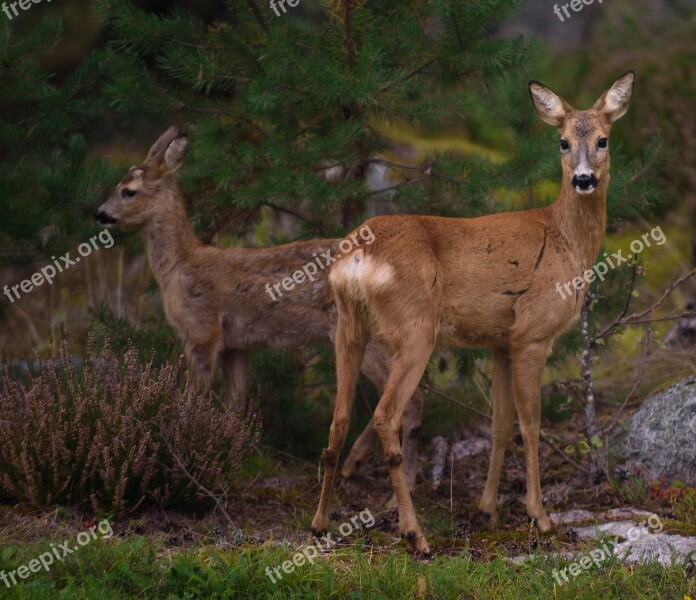 Venison Animals The Nature Of The Free Photos