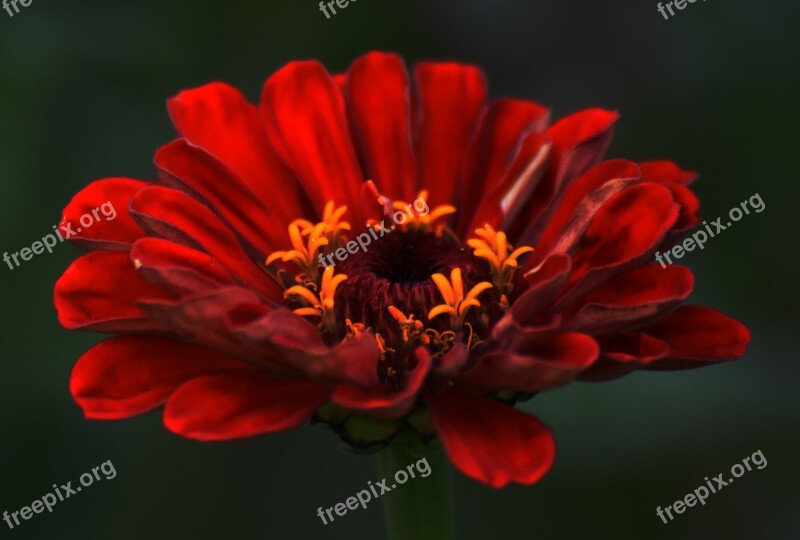 Flower Red Nectar Red Flower Garden