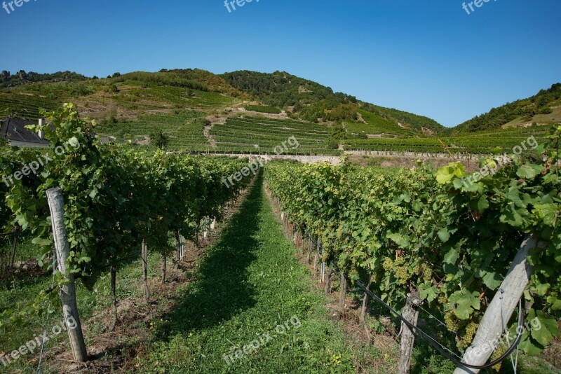 Vineyard Wine Winegrowing Wine Growing Area Vine