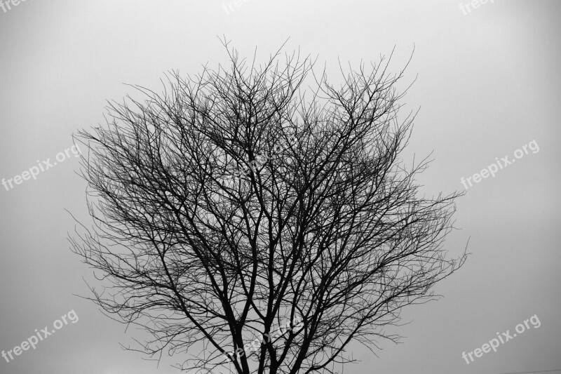 Tree Silhouette Tree Silhouette Forest Nature