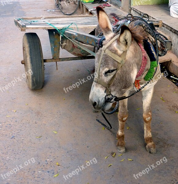 Means Of Transport India Cart Donkey Last