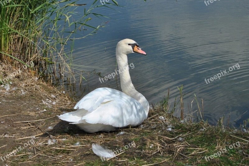 Swan Mute Swan Water Bank Feather