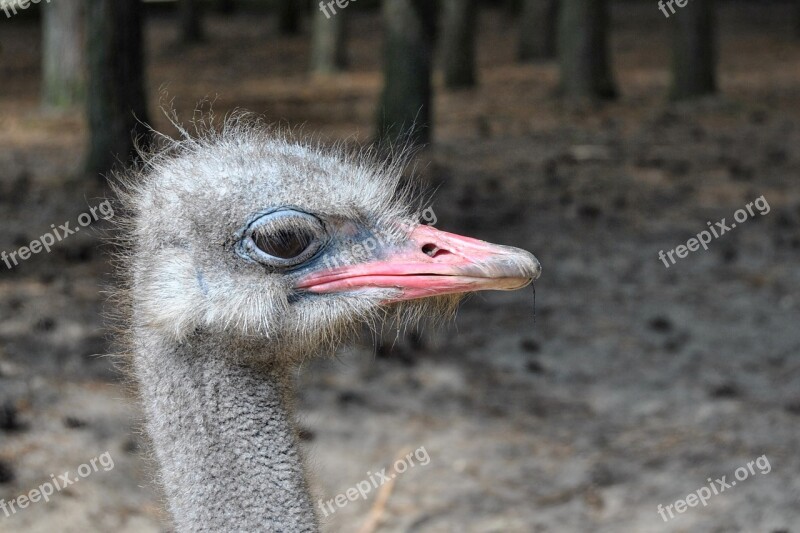 Bouquet Bird Ostrich Bill Head