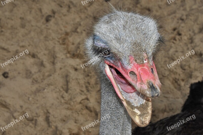 Bouquet Bird Ostrich Bill Head