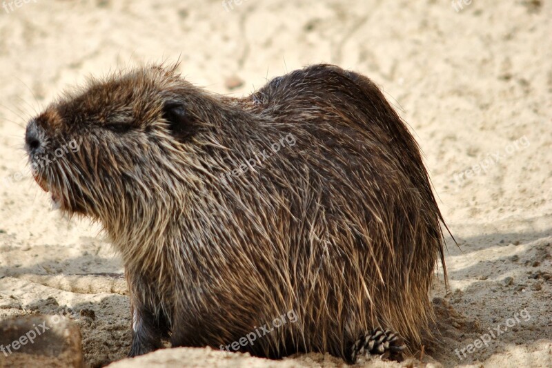 Nutria Rodent Animal Mammal Coypu