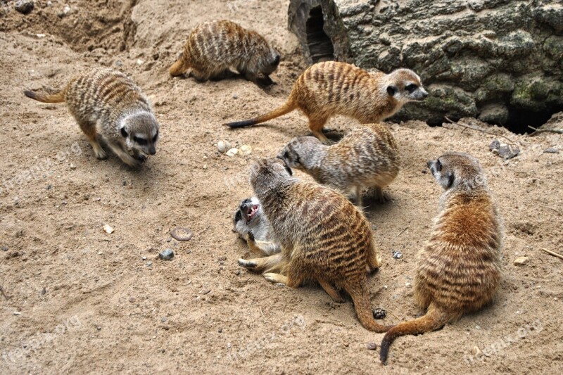 Meerkat Log Animal Mammal Zoo