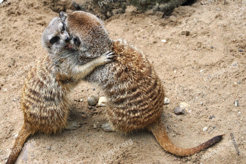 Meerkat Animal Mammal Zoo Park