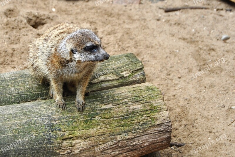 Meerkat Log Animal Mammal Zoo