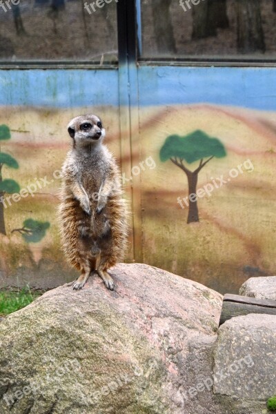 Meerkat Animal Mammal Guard Zoo