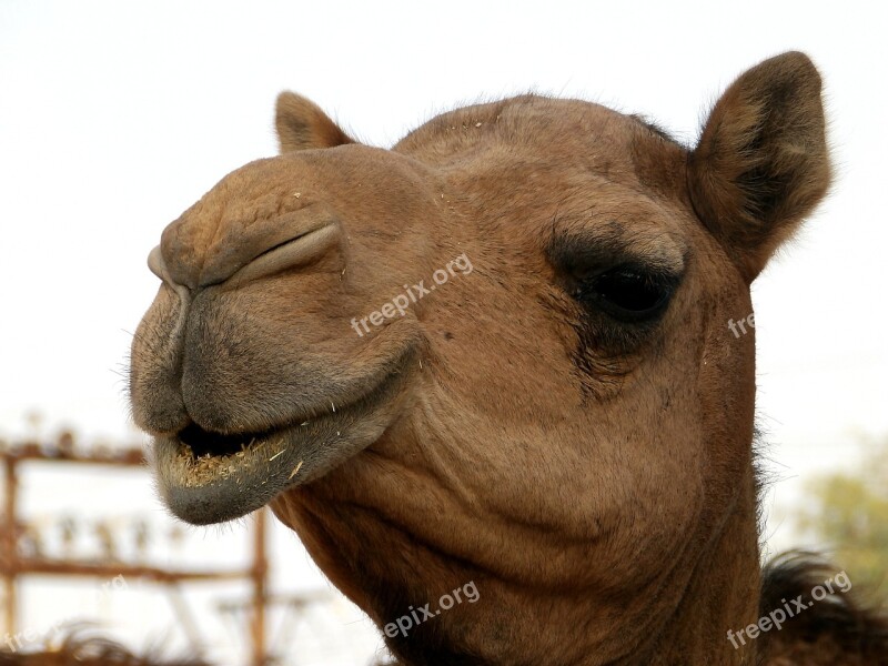 Camel Head Eyes Animal Desert Ship