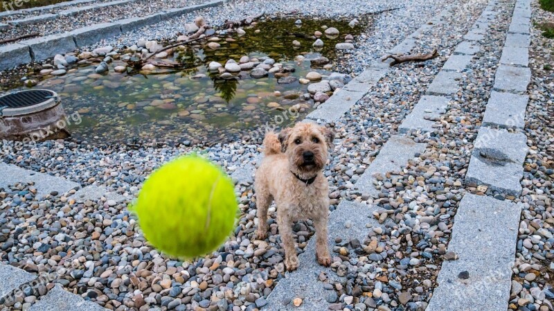 Dog Ball Play Wet Dog Wet