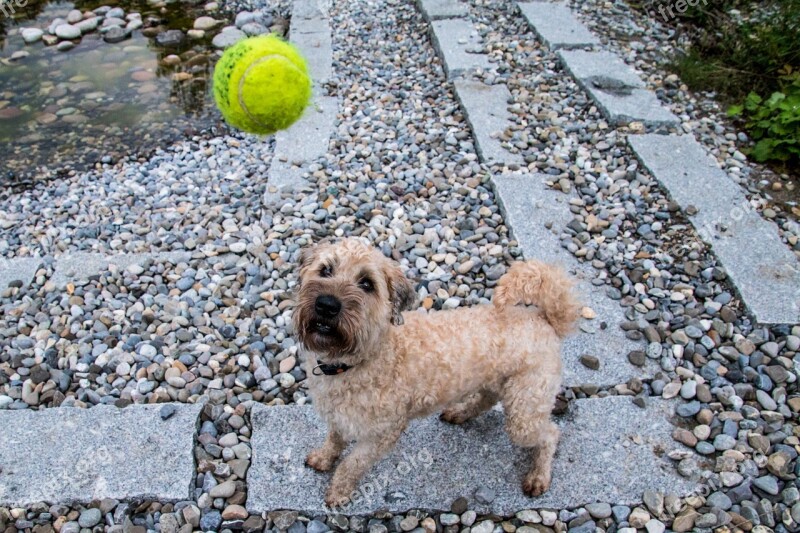 Dog Ball Play Wet Dog Wet